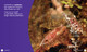 Science Behind the Colors: Cuttlefish (Hardcover)