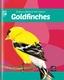 Science Behind the Colors: Goldfinches (Hardcover)