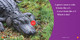 Spot the Differences: Alligator or Crocodile? (Hardcover)