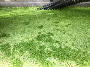Duck Weed 16oz (455ml) - LOCAL PICKUP ONLY