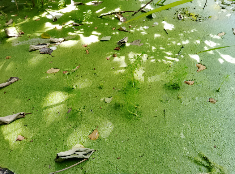 Duck Weed 16oz (455ml) - LOCAL PICKUP ONLY