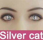 Silver cat