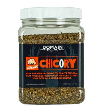DOMAIN POUNDER - CHICORY