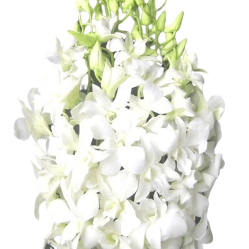 Dendrobium Orquidea Blanca 5 tallos