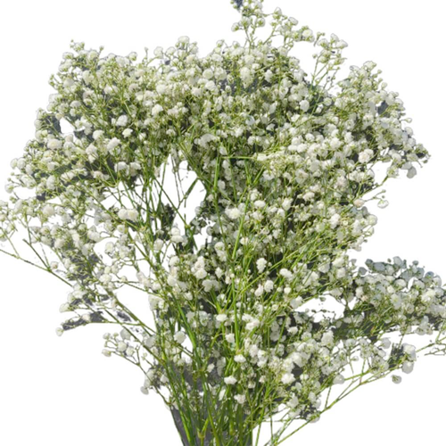 Gypsophilia
