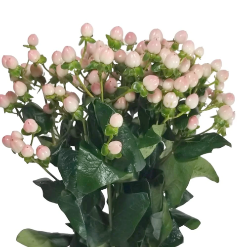 Hypericum Rosa