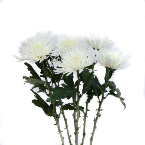 Fuji Blanco