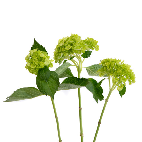 Hortensia Mini Green