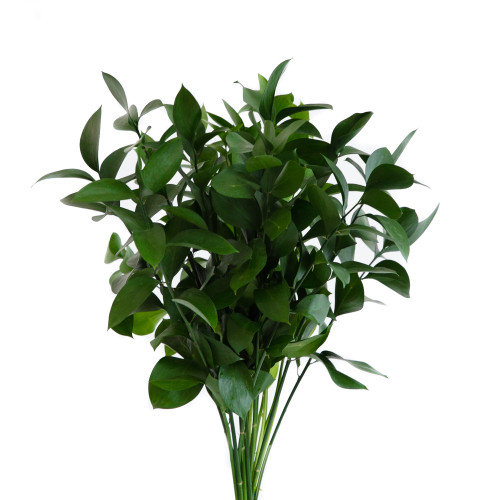 Ruscus Colombiano