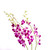 Dendrobium Orquídea Fucsia x5 tallos