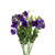 Lisianthus Morado