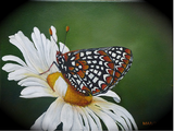 Daisy and Butterfly Painting