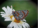 Daisy and Butterfly Canvas Painting