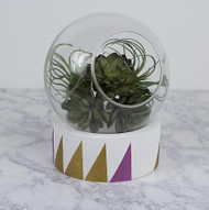 Modern Terrarium