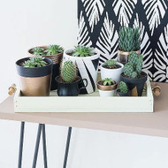 Rustic Chalky Finish Plant Caddy