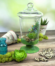 Painted Terrarium with Dragonfly