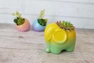 Rainbow Elephant Succulent Pot Set