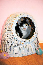 Antiqued Wicker Pet Bed