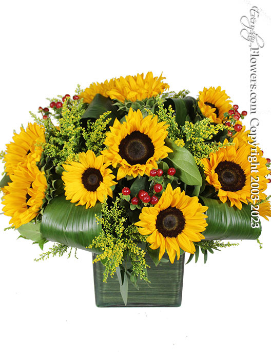 20 sunflowers  placed in a large glass cube order online with everydayflower.com