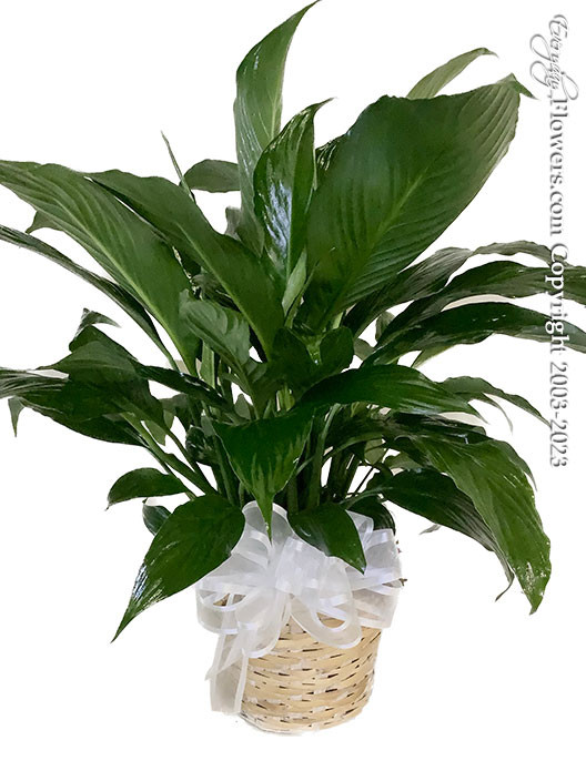 A green plant with large green leaves that will generally bloom white flower placed into w wicked basket available for delivery in Orange County, California.