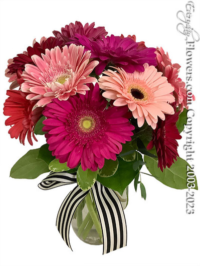 Pretty Pink Gerberas - Everyday Flowers