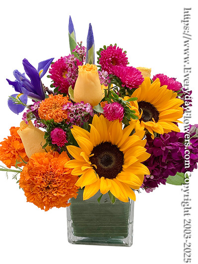Bigger version arrives in a 5" vase with blue iris and yellow sunflowers surrounded by orange marigolds, pink asters and purple hoary stock.
