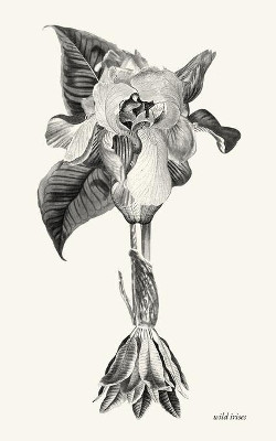 wild irises by XXXXX XXXXX