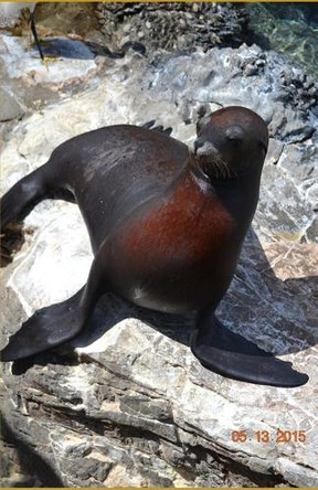 Max The Sea Lion Jay Cabanillas 9798296433350