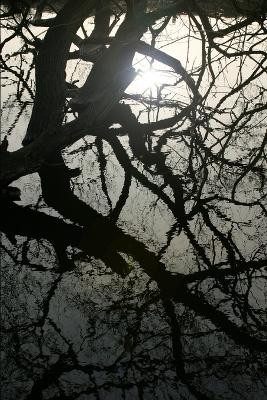 The Glen by Michele Anne McLintock