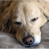 How to Choose the Perfect Dog Bed