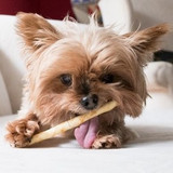 Earth Animal No-Hide Chews, the Healthy Alternative to Rawhide