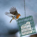 What to Feed Wild Birds in your Garden