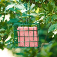 Why is Feeding Wild Birds in the Winter so Important?