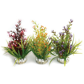 Sydeco Rosewood Flowering Plant Sydeco Rosewood Flowering Plant