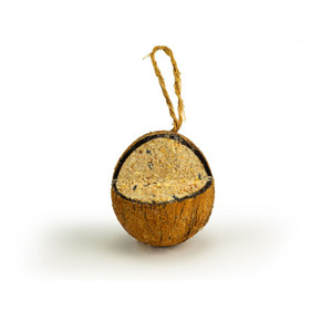 Chubby Quarter Cut Filled Coconut Insect Oil