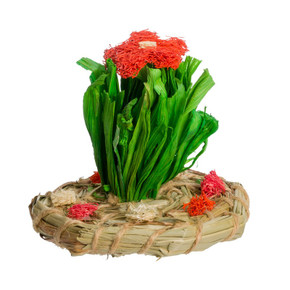 Go Forage Flower Garden