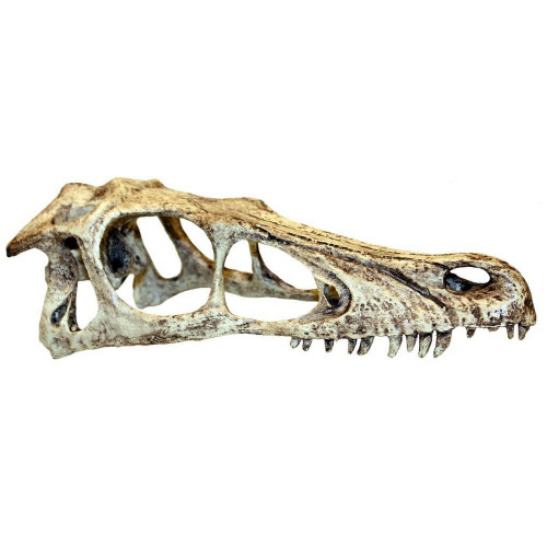 Komodo Raptor Skull Small