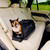 Tavo Dupree Pet Car Set and Carrier