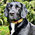 Lish Spencer Collar