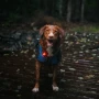 Orbiloc Dog Dual Safety Light Purple