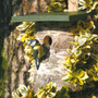 National Trust Birch Log Nest Box Open