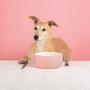 Scruffs Classic Food Bowl Pink