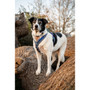 Twiggy Tags Nebula Apex Harness