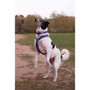Twiggy Tags Nebula Apex Harness
