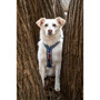 Twiggy Tags Nebula Apex Harness