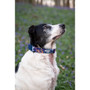 Twiggy Tags Nebula Apex Collar