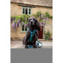 Twiggy Tags Lagoon 2.0 Harness