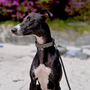 Neerdog Hollyhock Collar