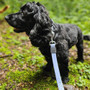 Neerdog Dusk Blue Lead
