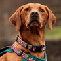 Neerdog Lantana Collar